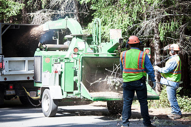 Best Palm Tree Trimming  in Punta Gorda, FL