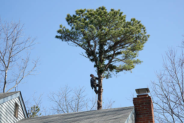 How Our Tree Care Process Works  in  Punta Gorda, FL